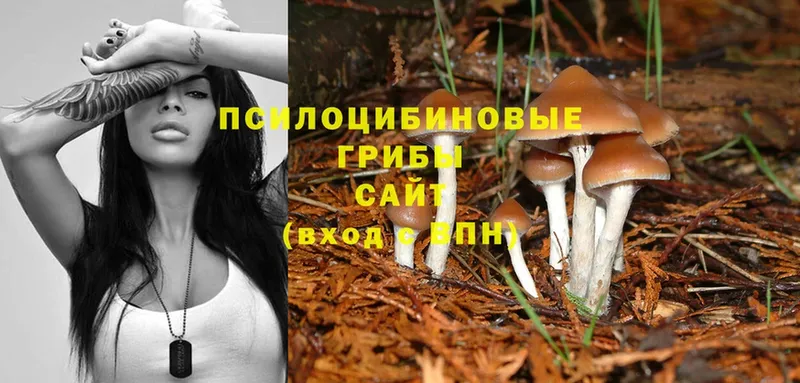 Галлюциногенные грибы Magic Shrooms  Валуйки 